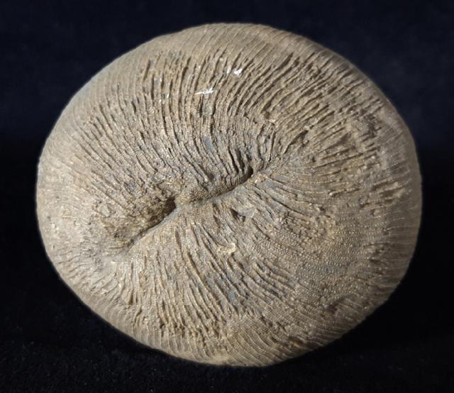Cyclolites sp. (LAMARCK 1801) - Bild © FossNet FossilienStore